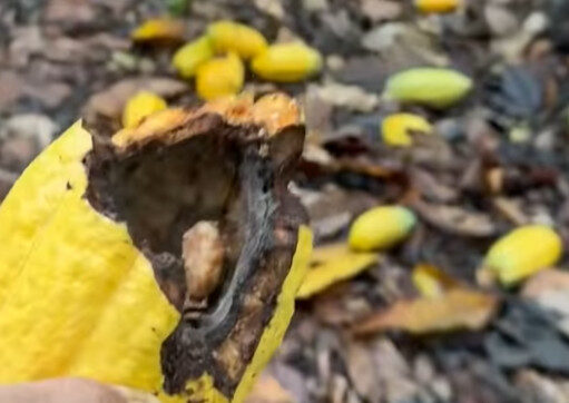 papagaio bêbado com cacau fermentado