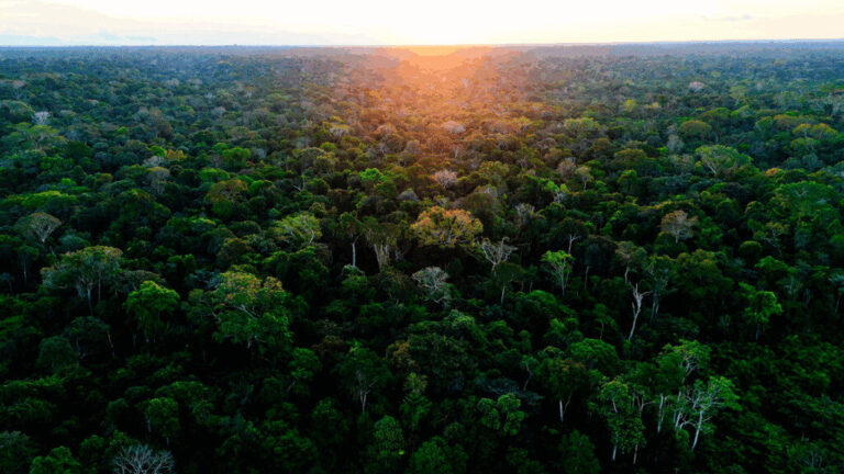 Acre registra recuo de 49% na exploração madeireira