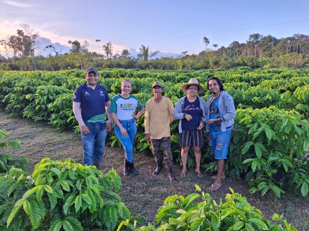 Cafeicultura no Amazonas cresce mais de 340% com a introdução da variedade Robustas Amazônico