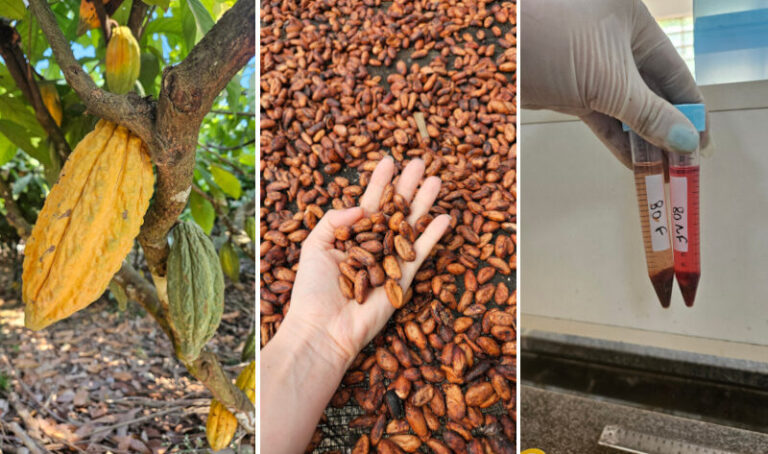 Estudo une sabor e valor nutricional ao chocolate amazônico