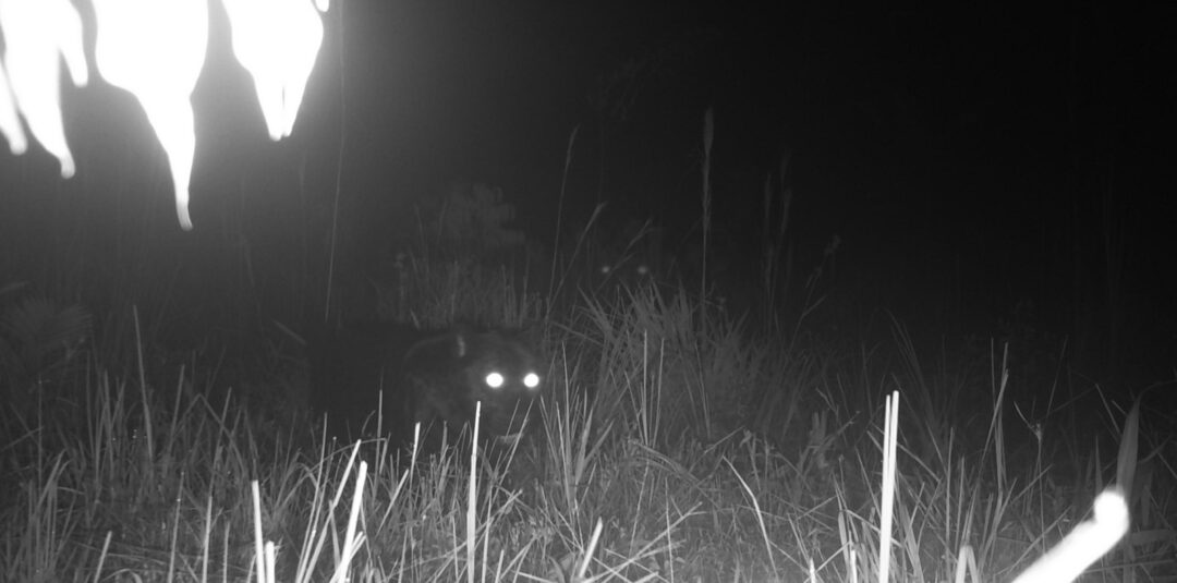 Publicações reúnem informações sobre monitoramento por satélite e armadilhas fotográficas. 