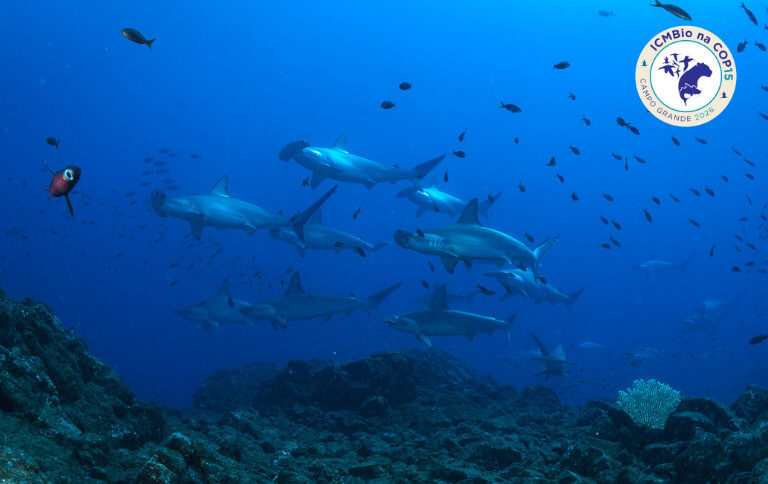 Saiba quais espécies foram apresentadas pelo Brasil na COP15 para inclusão na lista da CMS