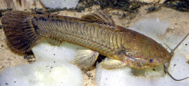 Quanto menos mata menor a diversidade de peixes, revela pesquisa
