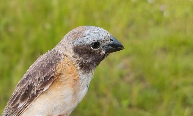 Aves, peixes, cetáceos e mamíferos: conheça as espécies apresentadas pelo Brasil na COP15 para inclusão na lista da CMS
