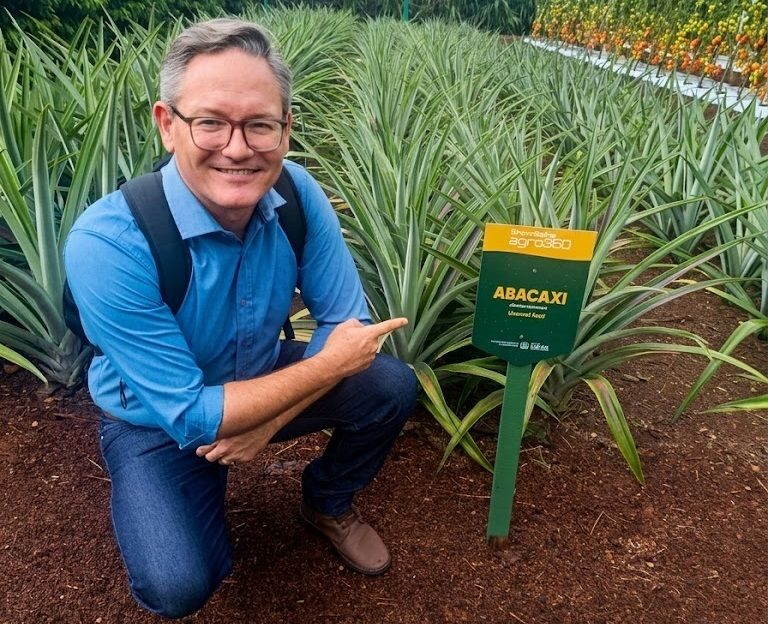 Pesquisadores lançam duas novas cultivares de abacaxi adaptadas a Mato Grosso