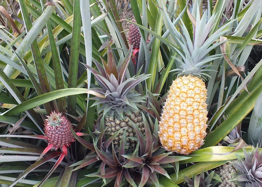 Pesquisadores da Unemat lançam duas novas cultivares de abacaxi adaptadas a Mato Grosso