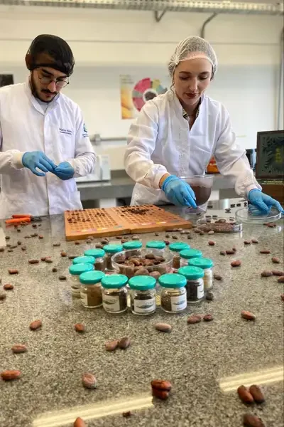 pesquisa cacau chocolate pct guamá pará