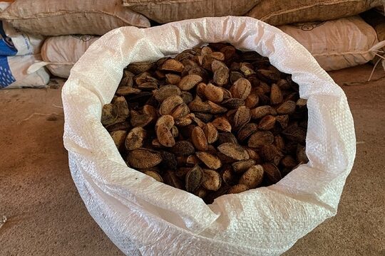 Preço da castanha-da-Amazônia cai na região do Baixo Amazonas, no Pará, em abril