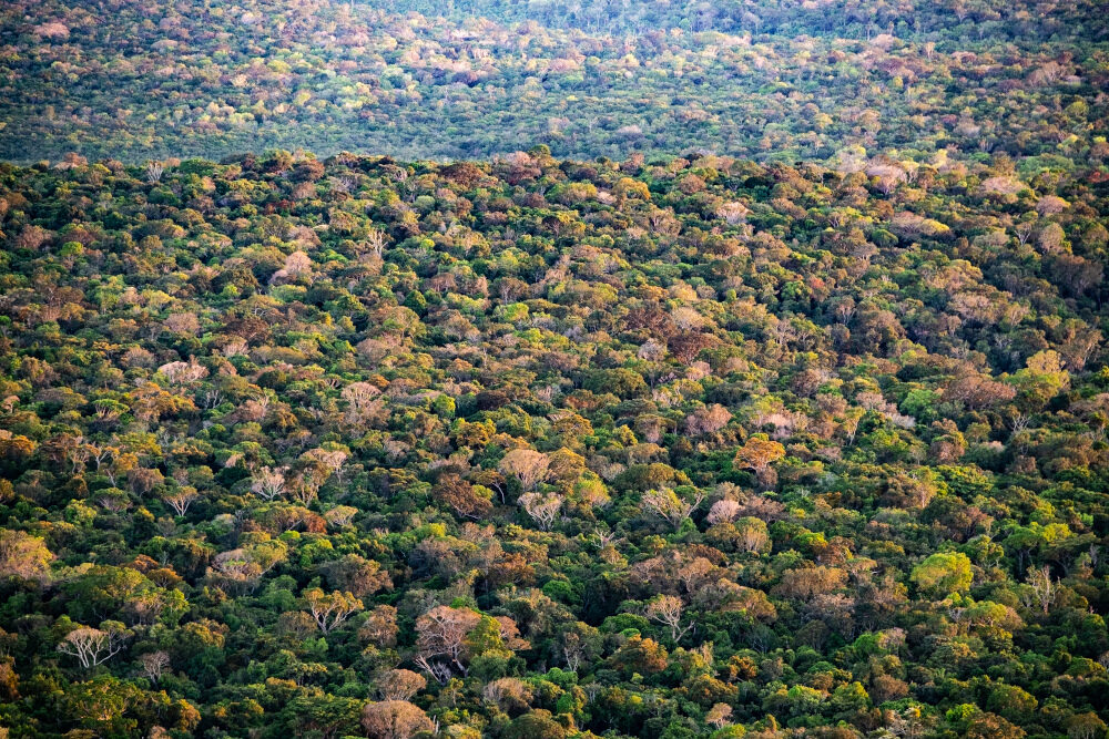 Com o passar do tempo e aumento da cobertura arbórea na Amazônia  (fechamento do dossel), especialmente a partir de 2016, as gramíneas reduziram drasticamente. Para os pesquisadores, isso sugere que os danos causados à floresta não a transformaram em uma paisagem definitiva do tipo savana. Foto: Paulo Brando