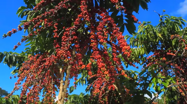 Embrapa desenvolve pesquisa para implementar café robusta amazônico no Amapá