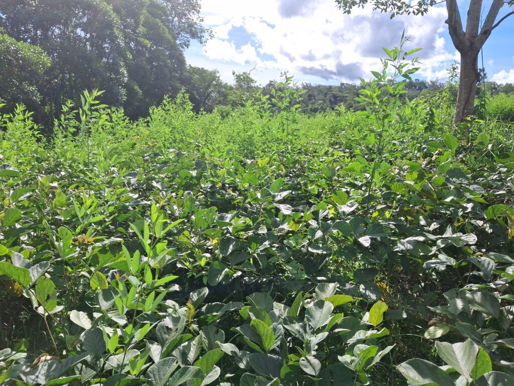 Restauração florestal na Aldeia Gamir conta com espécies leguminosas plantadas na região. Foto: Acervo Ecoporé