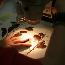 Conheça 4 herbários existentes na Amazônia Legal