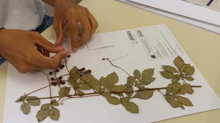 Portal Amazônia responde: o que é herbário?