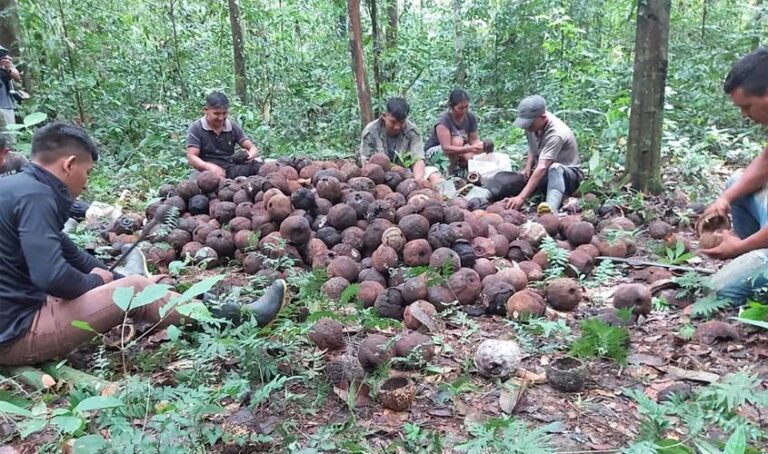 Indígenas comercializam cerca de 2 toneladas de castanha-da-Amazônia pelo PAA
