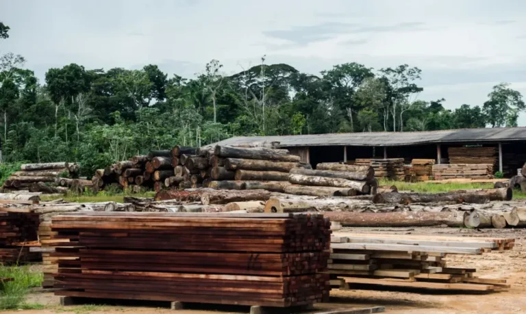 Mato Grosso lidera indústria madeireira na Amazônia