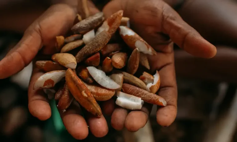 Instituto oferece bolsas para estimular bioeconomia amazônica