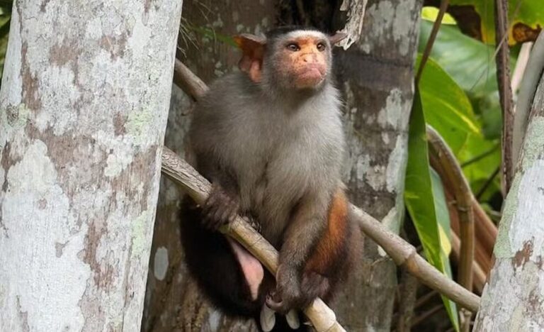 Macaco que só é visto em Rondônia faz visita inesperada em espaço de eventos