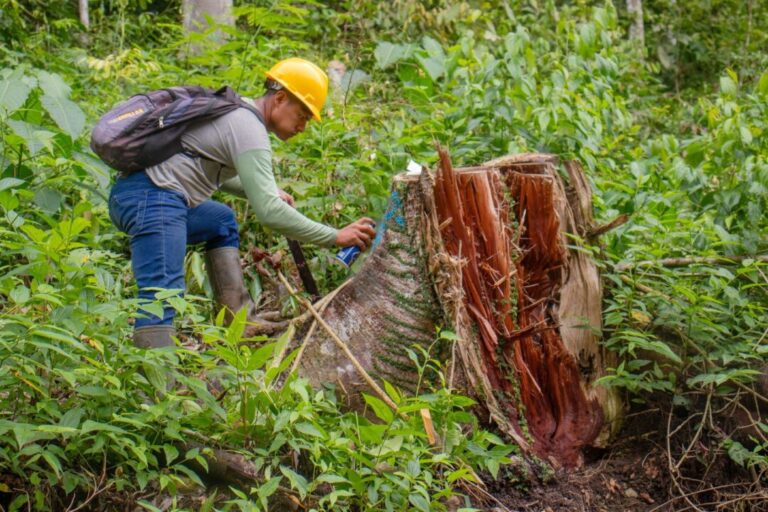 Comunidade Ashaninka se destaca pela gestão florestal sustentável na Amazônia peruana