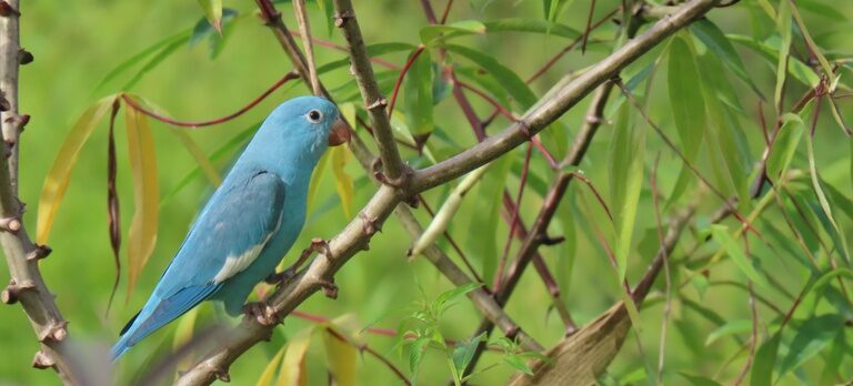 Cianismo: alteração genética rara em ave silvestre é registrada no Tocantins