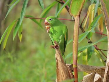 periquito-de-encontro-amarelo comum, sem cianismo