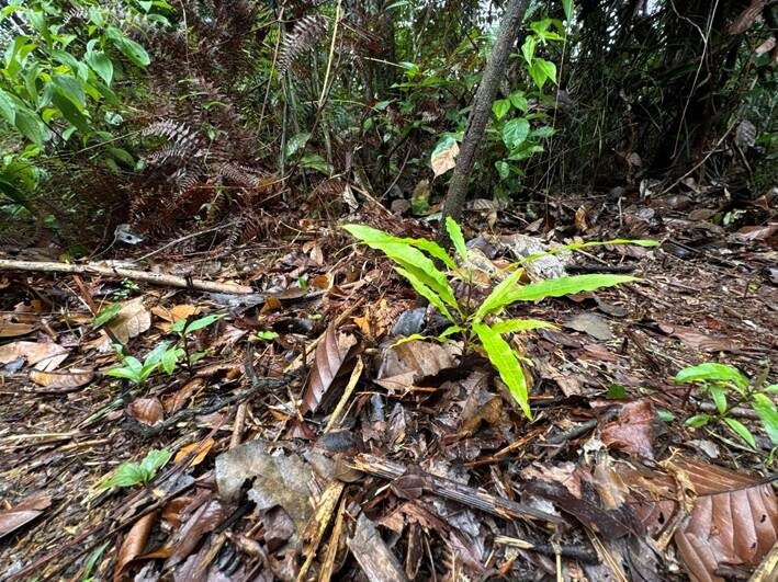 Campanha de plantio na Amazônia une produção em viveiros comunitários e logística fluvial de mudas 
