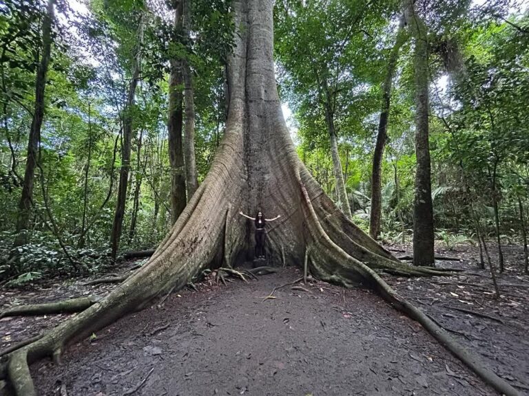 Conheça a ‘Sumaúma Vovozona’, patrimônio natural da Flona do Tapajós