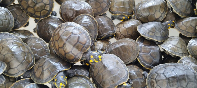 Mais de 10 mil tracajás são soltos no Amazonas, em ação do Instituto Claro e UFAM