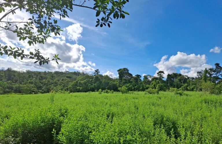 Área da aldeia indígena Gamir, em Rondônia, passa por processo de restauração florestal
