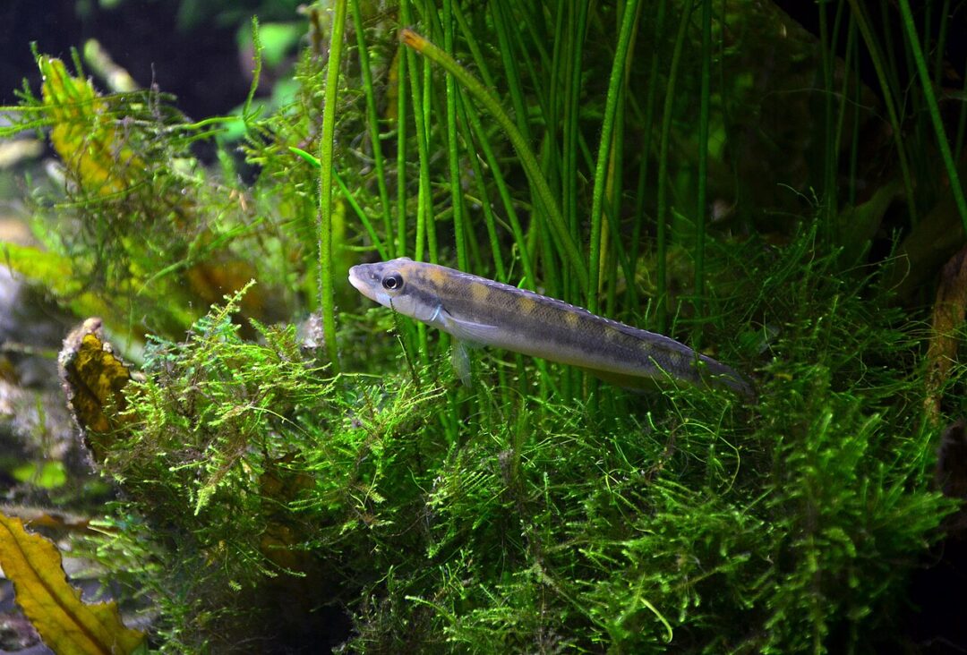 espécies aquáticas em risco de extinção: lista atualizada pelo MMA e ICMBio - na foto peixe joaninha-da-pedra