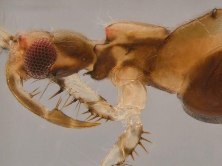 Exemplar de percevejo raro é descoberto na Amazônia e se torna 1° registro do gênero na América do Sul
