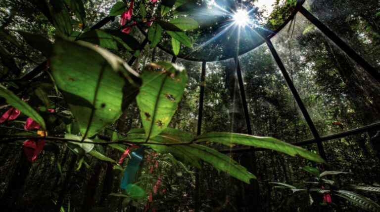 Em simulação de mudanças climáticas, plantas da Amazônia se reestruturam para absorver nutrientes