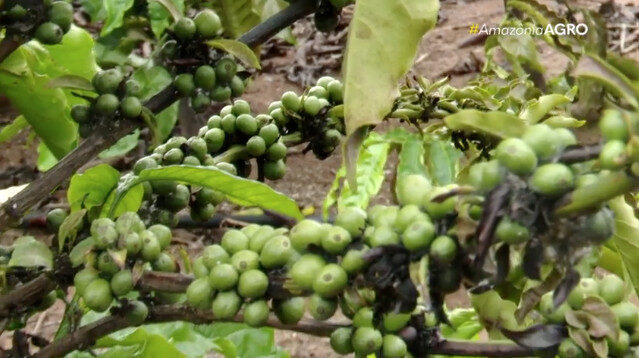 Café produzido em Roraima pode ampliar mercados para produtores
