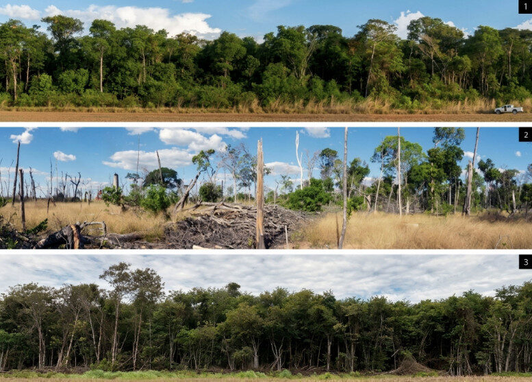 Na sequência de imagens: 1) registro fotográfico feito em 2004 de uma das áreas da Amazônia onde o experimento seria realizado; 2) imagem da mesma área capturada no ano de 2010, quando o ciclo de fogo foi encerrado; e 3) fotografia de 2026 mostra o mesmo local ao final do período de recuperação observado.