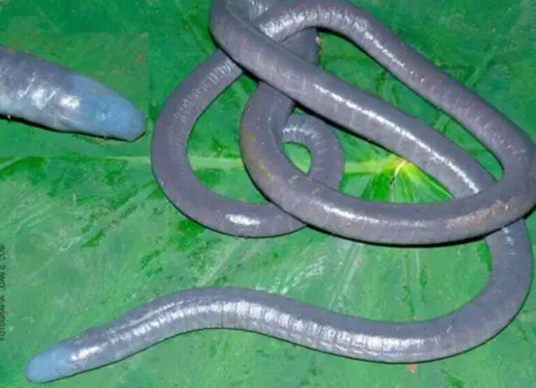 Anfíbio semelhante à minhoca é encontrado pela primeira vez no Peru