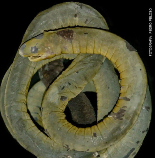 Este contenido puede reproducirse citando a la Agencia Andina ©️ Editora Perú Descoberta científica: um anfíbio semelhante a uma minhoca é descoberto pela primeira vez no Peru. Lea más en: https://andina.pe/agencia/noticia-hallazgo-cientifico-descubren-primera-vez-peru-un-anfibio-similar-a-una-lombriz-1073159.aspx