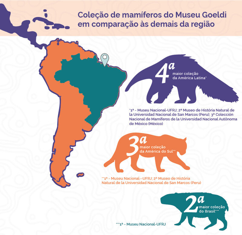 Museu Goeldi tem a terceira maior coleção de mamíferos da América do Sul
