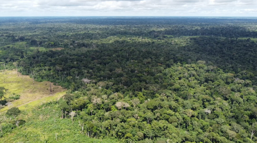 FLORESTA AMAZÔNICA NO AMAPÁ