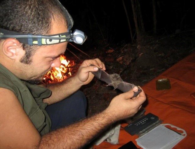 Pesquisa no Amazonas descobre novas espécies de sapos e bactéria na BR-319