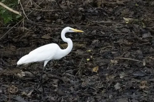 Grande Dia Global: Por que o Peru é um dos países com a maior variedade de aves do mundo?