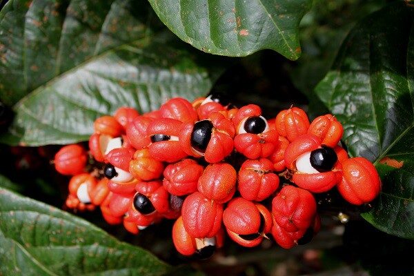 Pesquisadores desenvolvem projeto sustentável para extrair cafeína da casca do guaraná