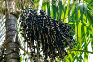 Imagem colorida mostra açaí brotando em árvora