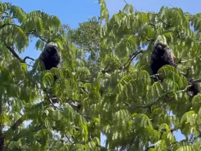 Pescador encontra animal ‘misterioso’ e mestre da camuflagem em Rondônia