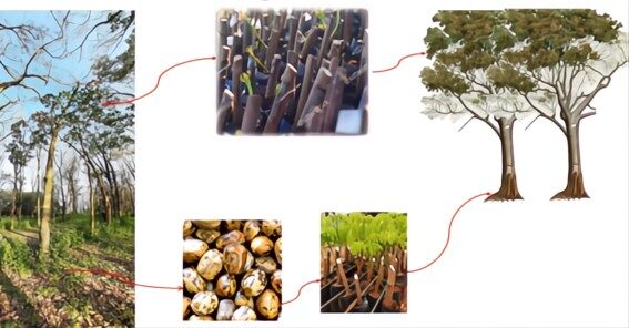 As gemas de seringueiras são coletadas de clones produtivos e enxertadas em mudas germinadas a partir de sementes coletadas de plantações clonais. Esta combinação de enxerto e porta-enxerto é destinada ao plantio comercial.