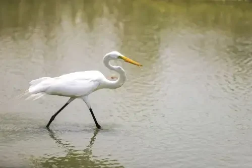 Dia Mundial das Aves Migratórias: Por que o Peru é uma escala crucial para essas aves?