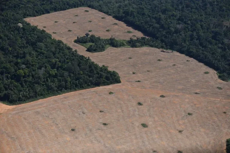 Leis da Amazônia permitem receber terra pública mesmo sem morar ou trabalhar nela