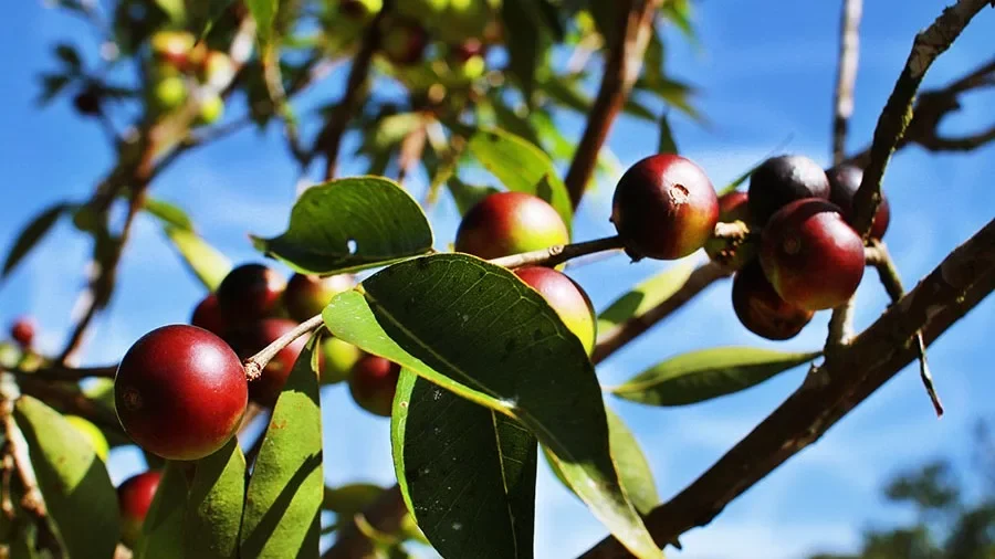 camu-camu