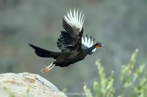 Com bioma amazônico, Peru é um dos países com a maior variedade de aves do mundo