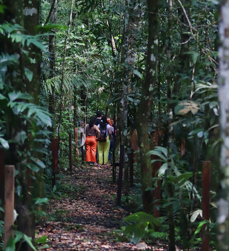 Embrapa abre floresta urbana em Belém para observação científica da biodiversidade