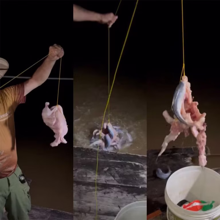 Não é piranha, é candiru-açu! Um dos peixes amazônicos mais temidos é flagrado devorando frango inteiro