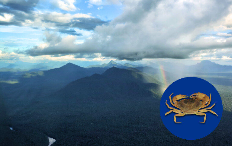 Novo gênero de caranguejo é identificado no Parque Nacional do Pico da Neblina